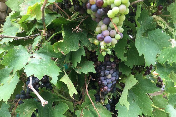 Arizona Winery All-Inclusive Tour with Lunch & Tastings - Stop Two: Oak Creek Vineyards & Winery and the Patio Flight Vibe