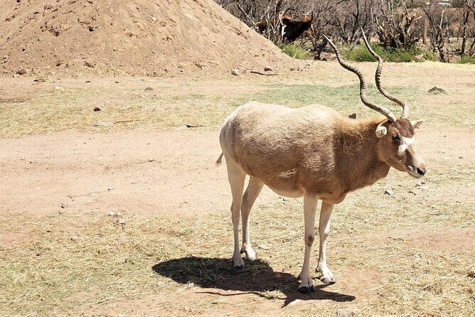 Out of Africa Wildlife Park Admission Ticket - Shows You Should Plan Around: Tiger Splash and Predator Feed