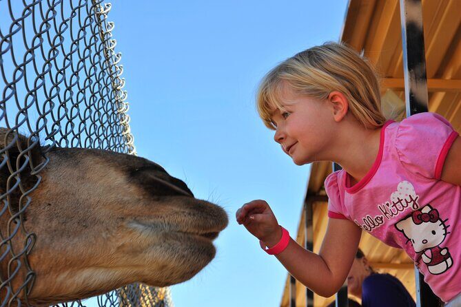 Out of Africa Wildlife Park Admission Ticket - Hand-Feeding Moments (Especially Giraffes): The “Wow” Factor