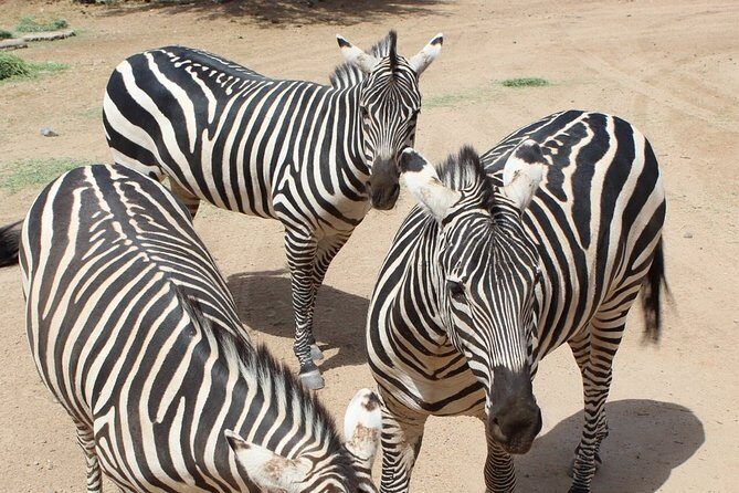 Out of Africa Wildlife Park Admission Ticket - The Rest of the Day: Walks, Observation, and Rewatching the Best Spots