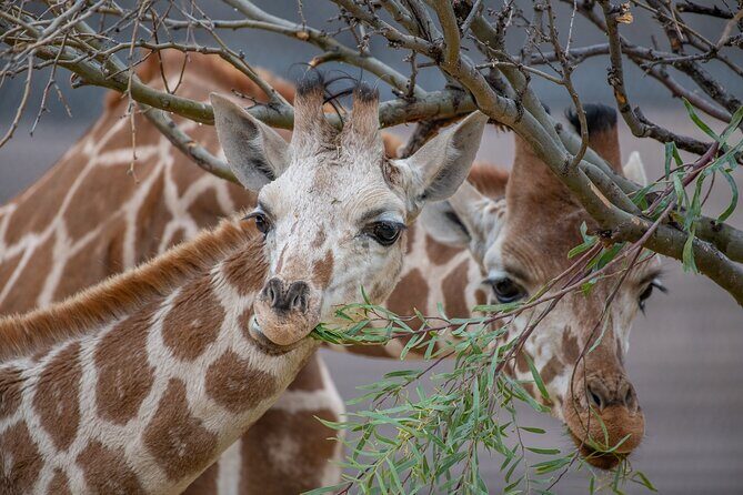 Out of Africa Wildlife Park Admission Ticket - Money Matters: Is the $42.95 Ticket Good Value?