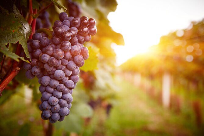 Private Luxury Wine Tour $489 per group, up to 5, $789 up to 10 - Snacks, Bottled Water, and the Not-So-Secret Wine Strategy