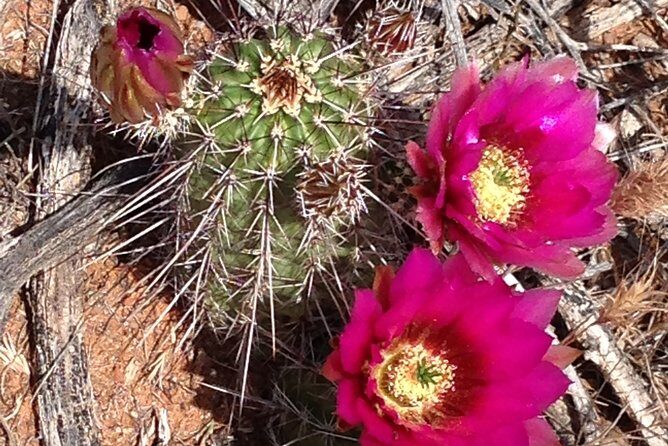 PRIVATE Sedona Scenic Full-Day - Its all about you!! - Who should book this tour (and who might feel less happy)