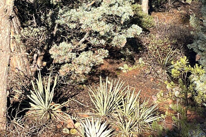 Sedona Magical Sightseeing Highlight Tour- 5 Stars - How to get the most from your 2 hours on the clock