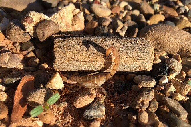 Sedona Night Hike and Stargazing - UV scorpion spotting: the highlight that makes the night feel real