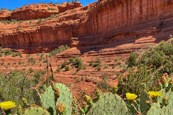 Sedona Sacred Canyons Loop Hike With a Private Guide - What you’ll learn: edible plants, survival skills, and geology