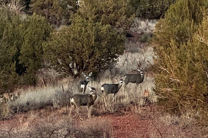 Sunrise Wildlife Safari Tour by Jeep from Sedona - Should you book the Sedona sunrise Jeep wildlife tour?
