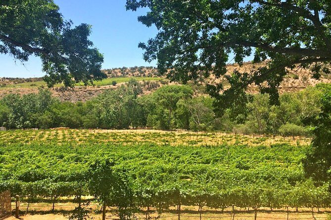 Visit 4 Wineries in Limo Party Bus-Includes Charcuterie Lunch! - A limo party bus that turns wine day into a group outing